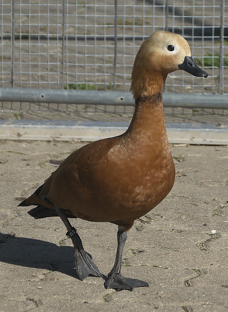 足球还是其